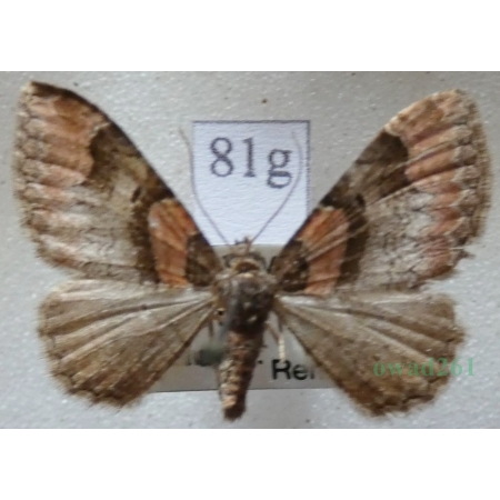 Catarhoe rubidata (Denis & Schiffermüller, 1775) Paśnik czerwieniak Czech81g